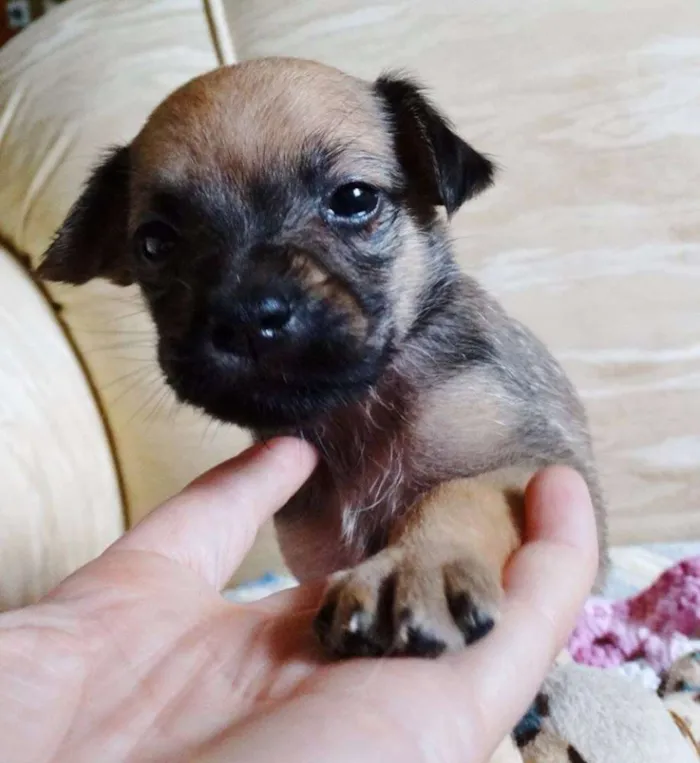 Cachorro ra a SRD idade Abaixo de 2 meses nome Dengosa