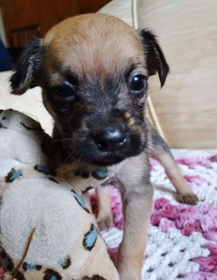 Cachorro ra a SRD idade Abaixo de 2 meses nome Dengosa