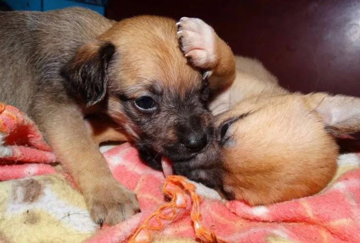 Cachorro ra a SRD idade Abaixo de 2 meses nome Dengosa