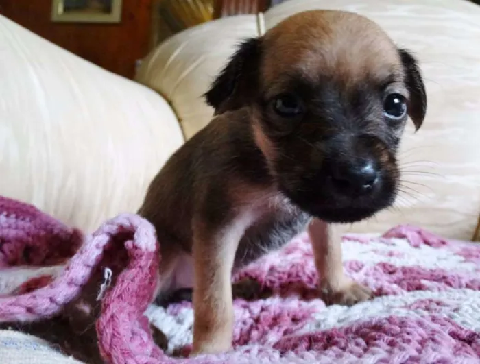 Cachorro ra a SRD idade Abaixo de 2 meses nome Dengosa