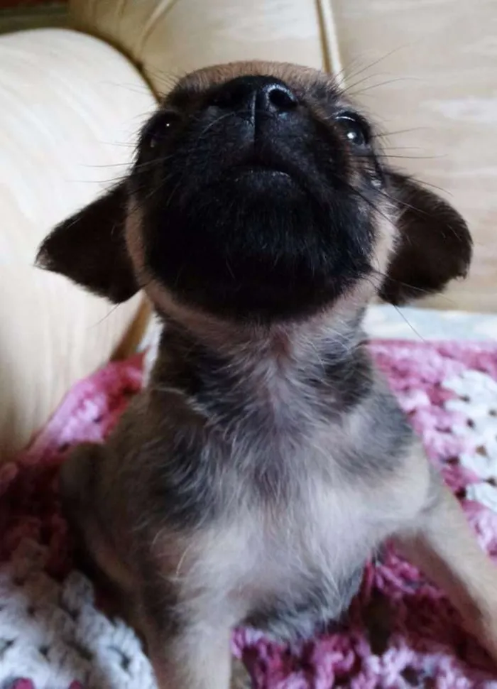 Cachorro ra a SRD idade Abaixo de 2 meses nome Dengosa
