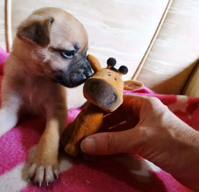 Cachorro ra a SRD idade Abaixo de 2 meses nome Soneca
