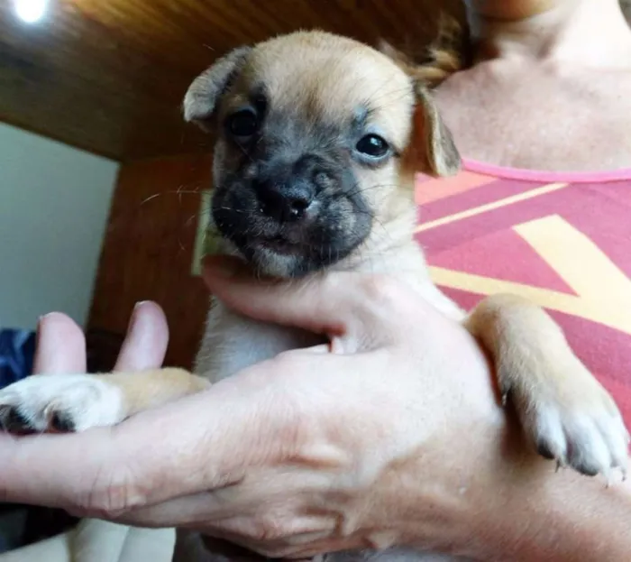 Cachorro ra a SRD idade Abaixo de 2 meses nome Soneca