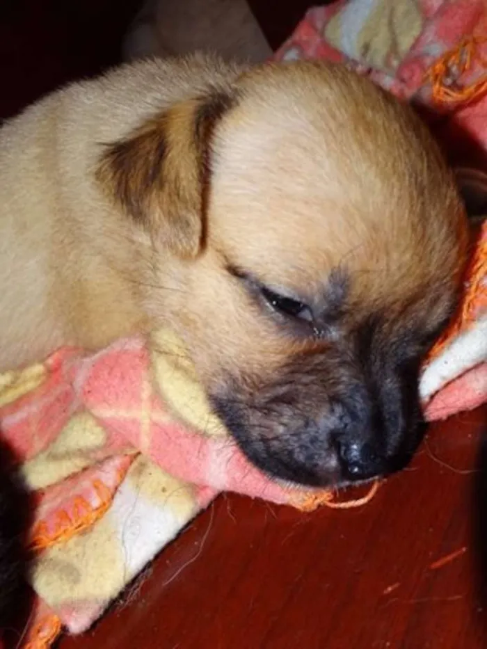 Cachorro ra a SRD idade Abaixo de 2 meses nome Soneca