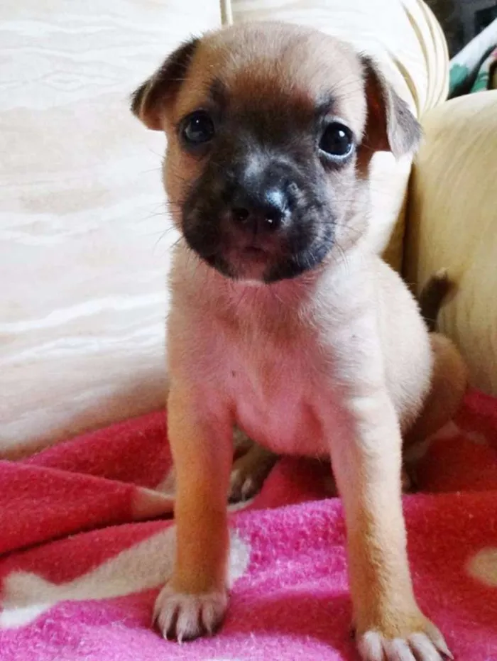 Cachorro ra a SRD idade Abaixo de 2 meses nome Soneca