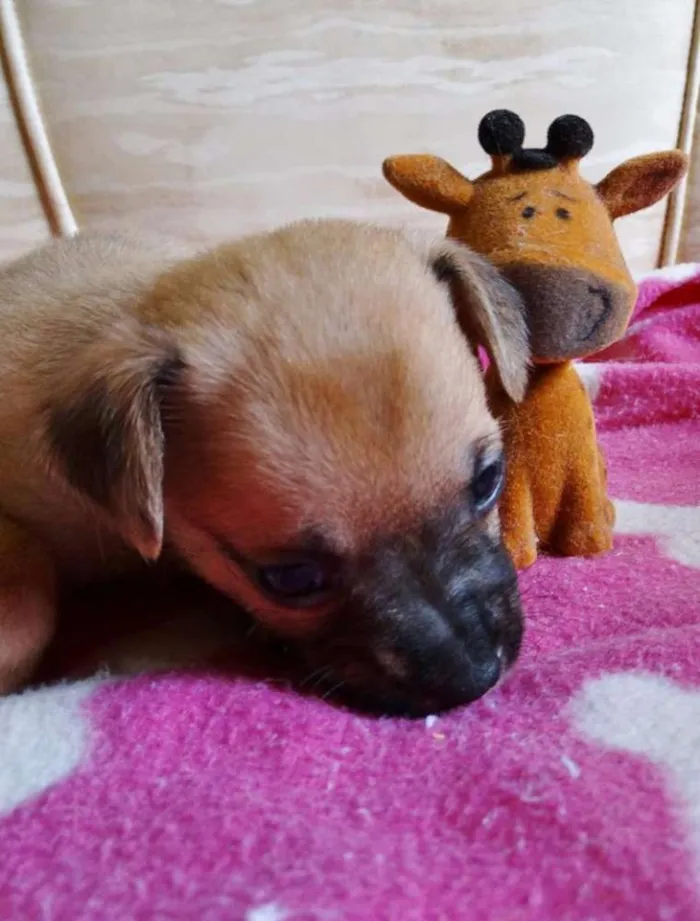 Cachorro ra a SRD idade Abaixo de 2 meses nome Soneca