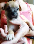 Soneca