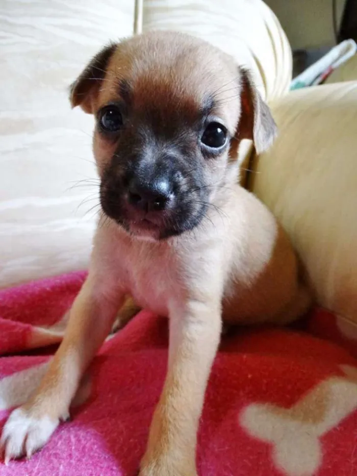 Cachorro ra a SRD idade Abaixo de 2 meses nome Soneca