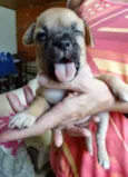 Soneca