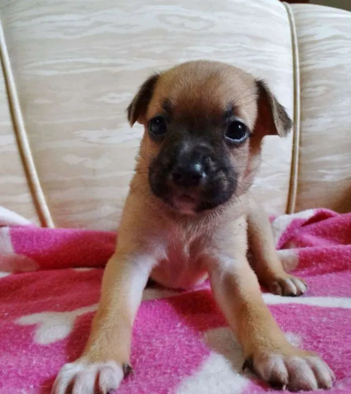 Cachorro ra a SRD idade Abaixo de 2 meses nome Soneca