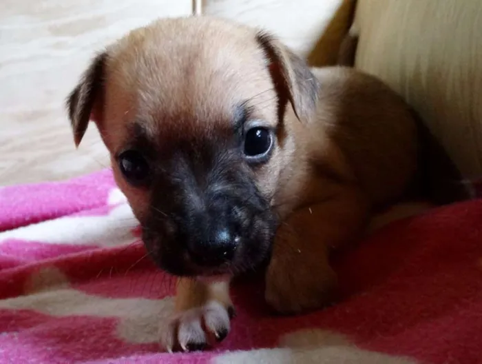 Cachorro ra a SRD idade Abaixo de 2 meses nome Soneca