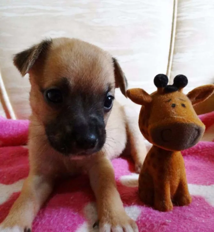 Cachorro ra a SRD idade Abaixo de 2 meses nome Soneca