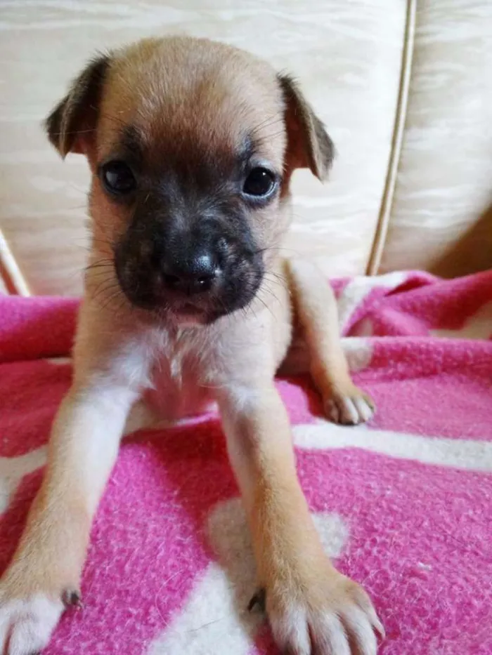 Cachorro ra a SRD idade Abaixo de 2 meses nome Soneca