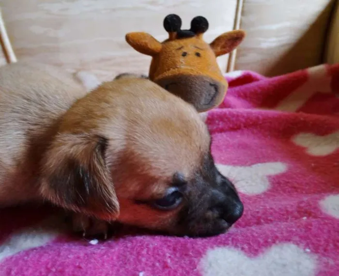 Cachorro ra a SRD idade Abaixo de 2 meses nome Soneca