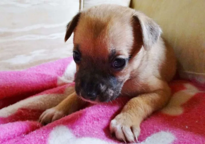 Cachorro ra a SRD idade Abaixo de 2 meses nome Soneca