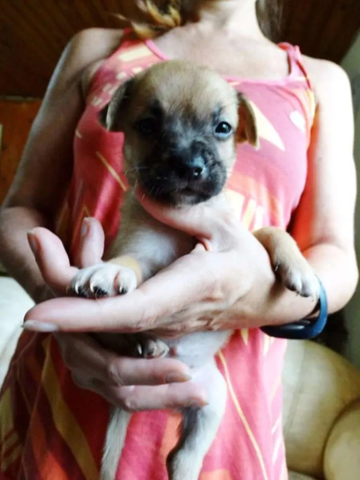 Cachorro ra a SRD idade Abaixo de 2 meses nome Soneca