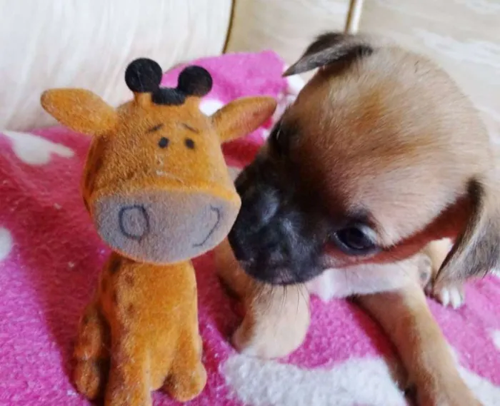 Cachorro ra a SRD idade Abaixo de 2 meses nome Soneca