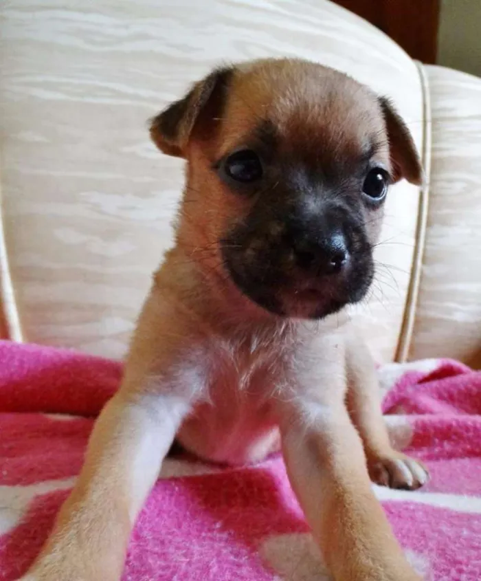 Cachorro ra a SRD idade Abaixo de 2 meses nome Soneca