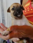Soneca