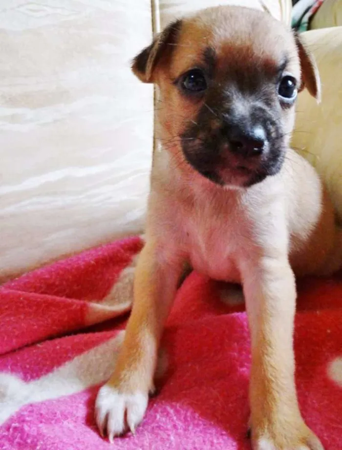Cachorro ra a SRD idade Abaixo de 2 meses nome Soneca