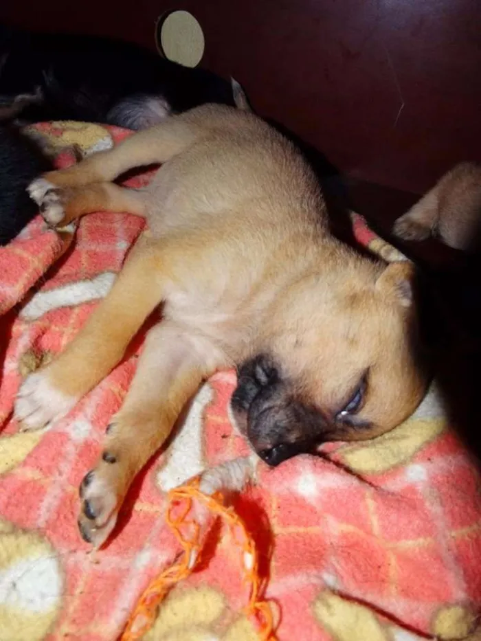 Cachorro ra a SRD idade Abaixo de 2 meses nome Soneca