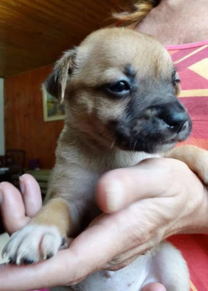 Cachorro ra a SRD idade Abaixo de 2 meses nome Soneca