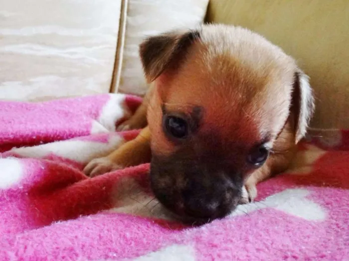 Cachorro ra a SRD idade Abaixo de 2 meses nome Soneca