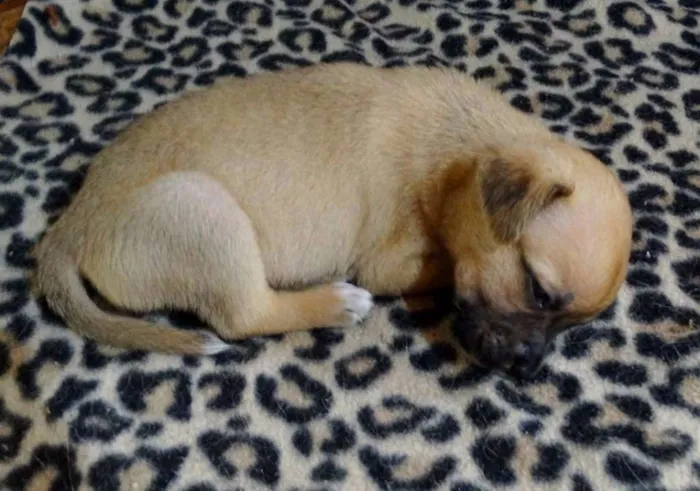 Cachorro ra a SRD idade Abaixo de 2 meses nome Soneca