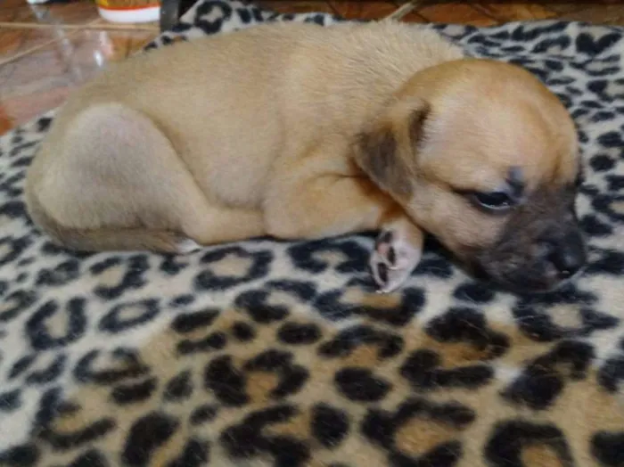Cachorro ra a SRD idade Abaixo de 2 meses nome Soneca