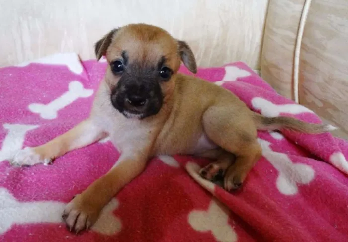 Cachorro ra a SRD idade Abaixo de 2 meses nome Soneca
