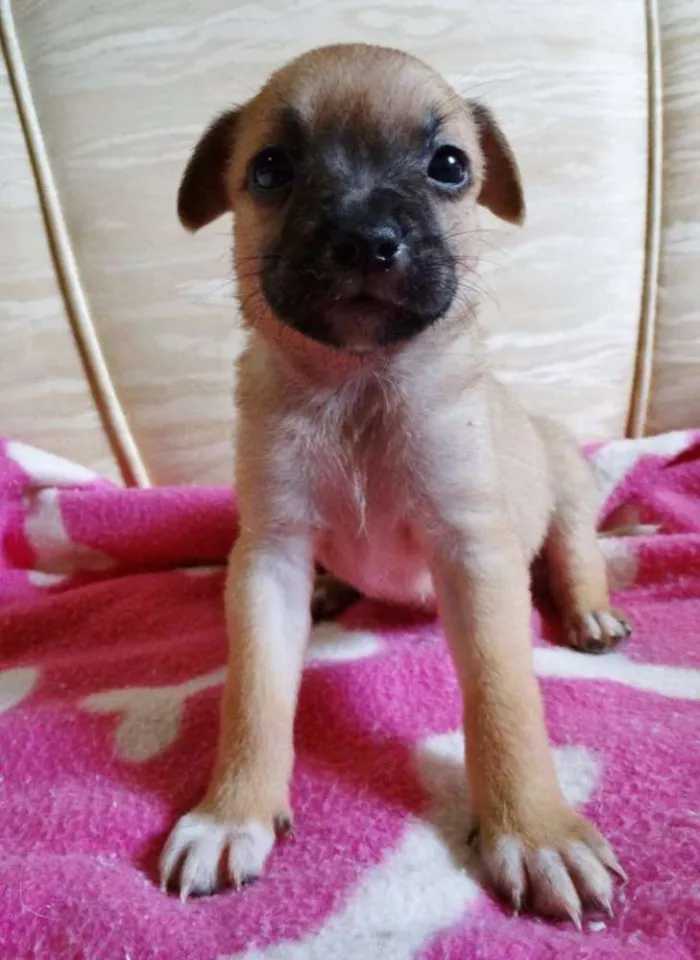 Cachorro ra a SRD idade Abaixo de 2 meses nome Soneca