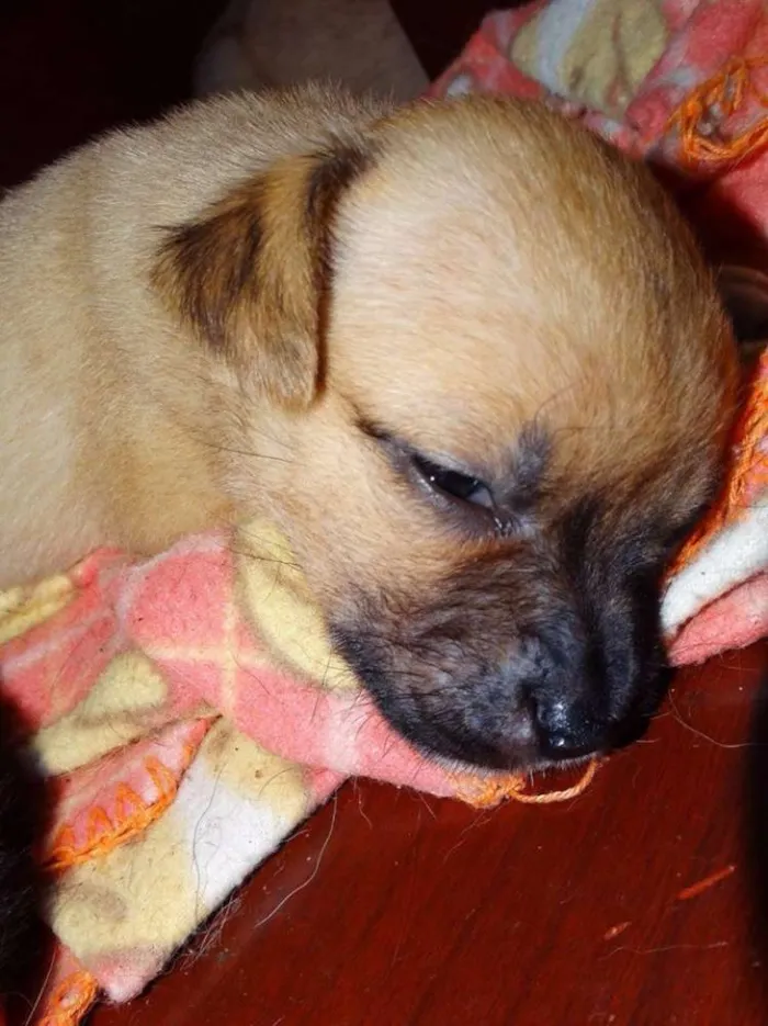 Cachorro ra a SRD idade Abaixo de 2 meses nome Soneca
