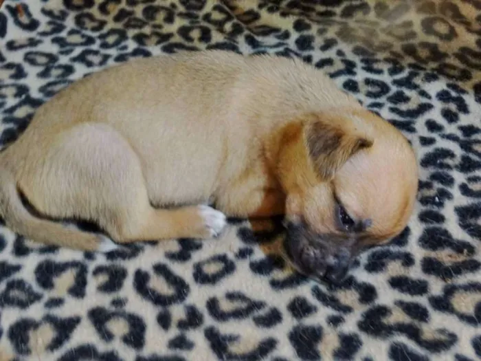 Cachorro ra a SRD idade Abaixo de 2 meses nome Soneca