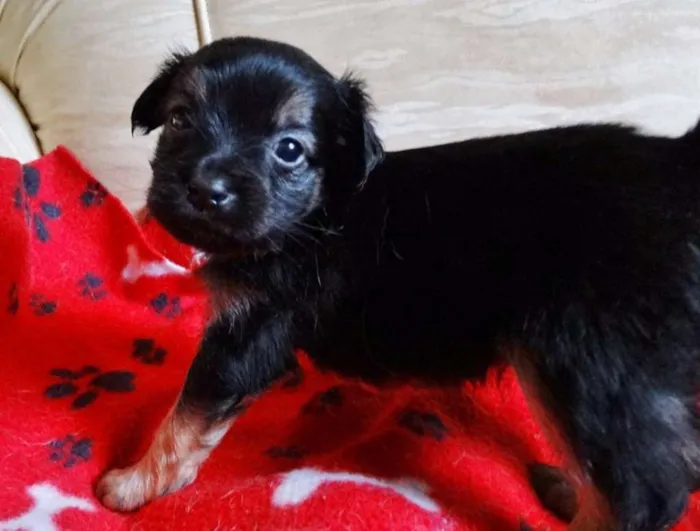 Cachorro ra a SRD idade Abaixo de 2 meses nome Feliz
