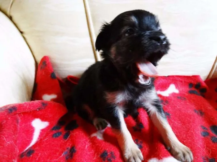 Cachorro ra a SRD idade Abaixo de 2 meses nome Feliz
