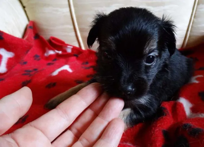 Cachorro ra a SRD idade Abaixo de 2 meses nome Feliz