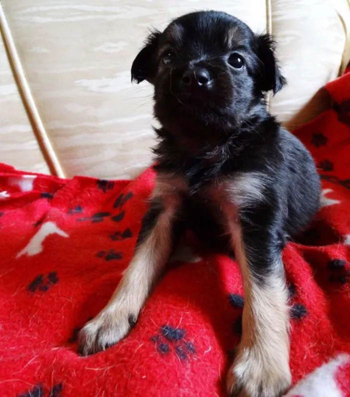 Cachorro ra a SRD idade Abaixo de 2 meses nome Feliz
