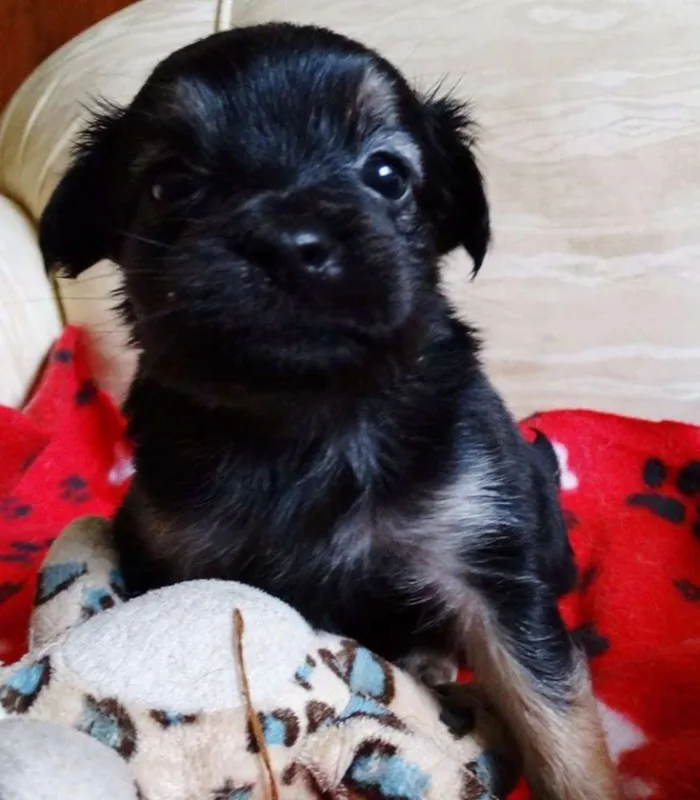Cachorro ra a SRD idade Abaixo de 2 meses nome Feliz