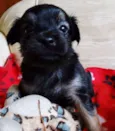 Feliz