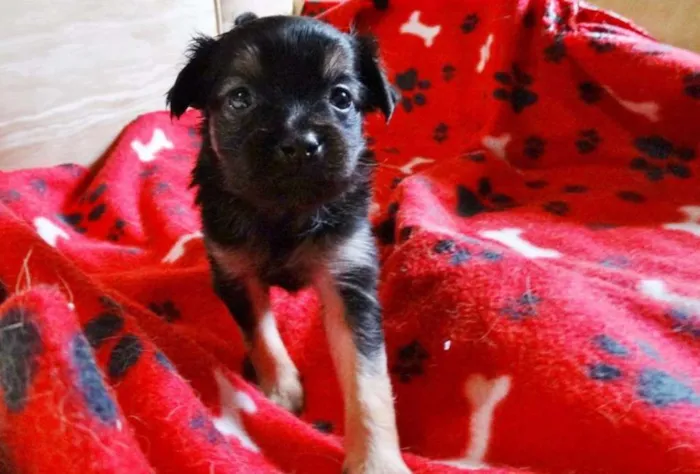 Cachorro ra a SRD idade Abaixo de 2 meses nome Feliz