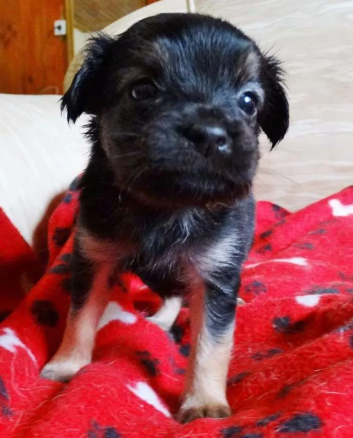 Cachorro ra a SRD idade Abaixo de 2 meses nome Feliz