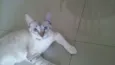 Alain