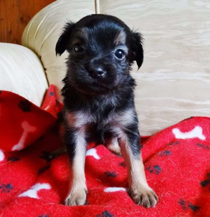 Cachorro ra a SRD idade Abaixo de 2 meses nome Feliz