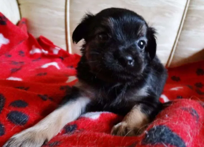 Cachorro ra a SRD idade Abaixo de 2 meses nome Feliz