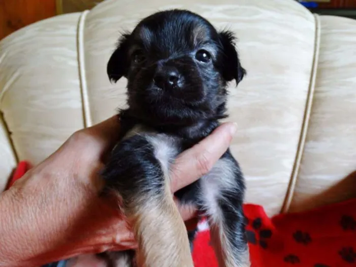 Cachorro ra a SRD idade Abaixo de 2 meses nome Feliz