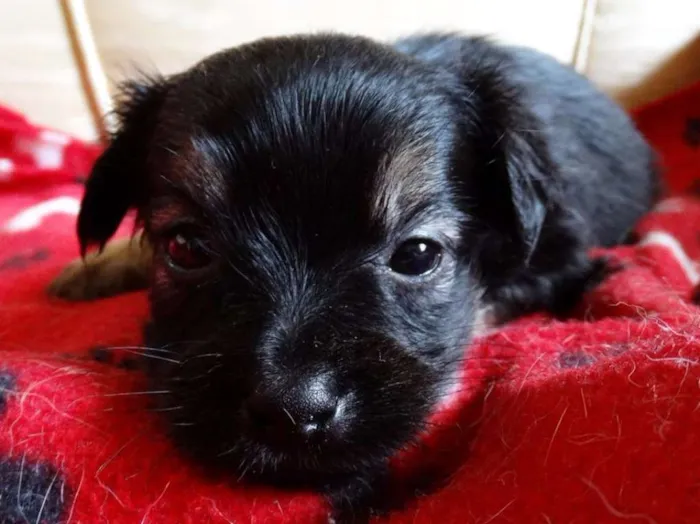 Cachorro ra a SRD idade Abaixo de 2 meses nome Feliz