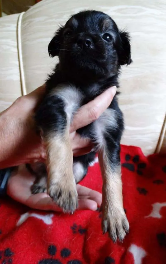 Cachorro ra a SRD idade Abaixo de 2 meses nome Feliz