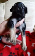 Feliz