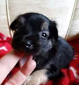 Feliz