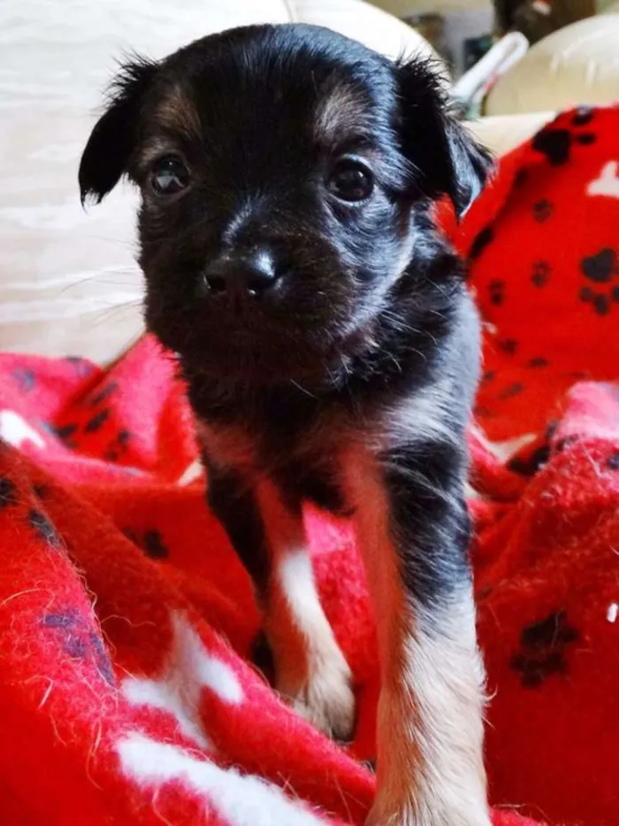 Cachorro ra a SRD idade Abaixo de 2 meses nome Feliz